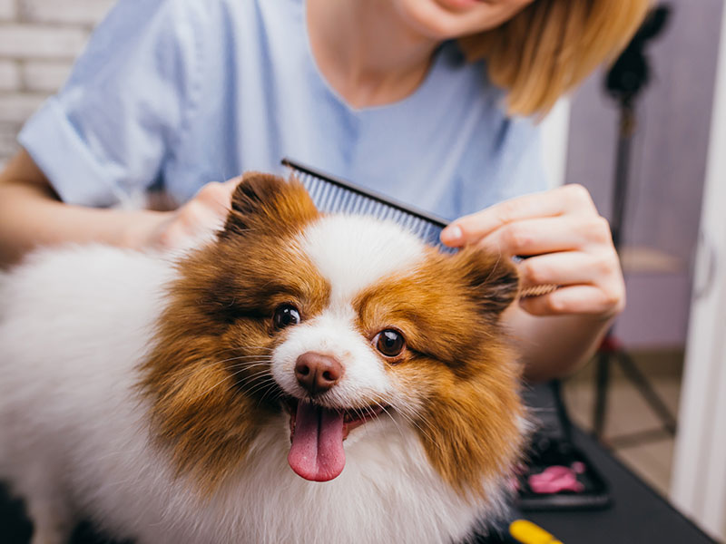 a groomer in a blue shirt combs a small brown-and-white dog